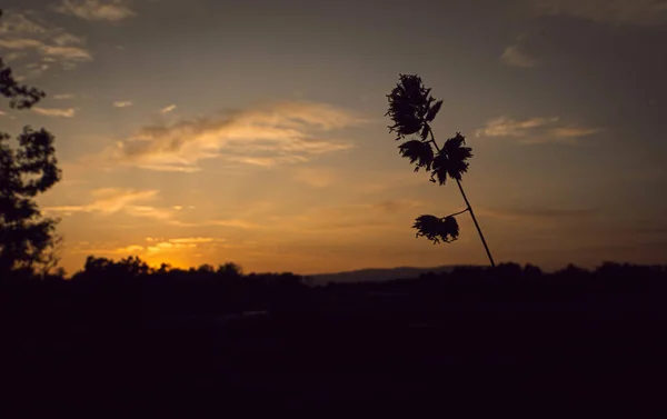 Plan Rapproché Une Plante Contre Ciel Couchant — Photo