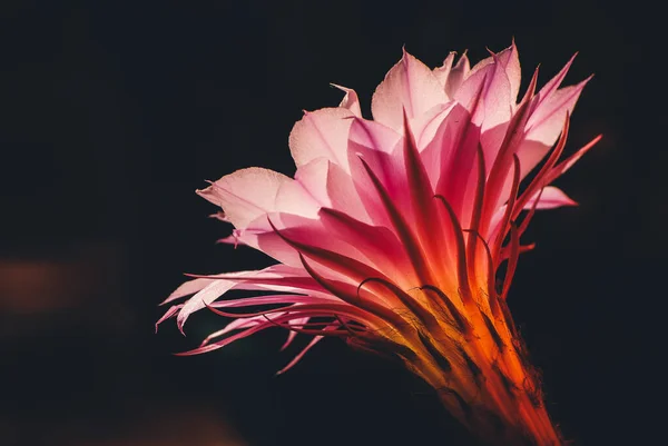 Μια Επιλεκτική Φωτογραφία Ενός Ροζ Λουλουδιού Κάκτου Κάτω Από Φως — Φωτογραφία Αρχείου