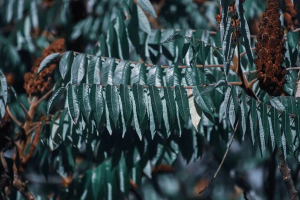 Ένα Επιλεκτικό Πλάνο Εστίασης Των Φυτών Staghorn Sumac — Φωτογραφία Αρχείου