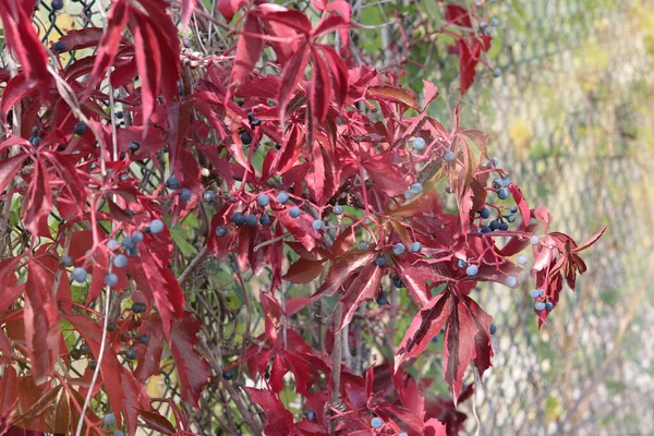 Raggi Del Sole Illuminano Cespuglio Rosso Parthenocissus Autunno — Foto Stock