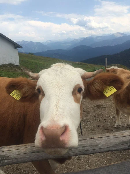 Vertical Closeup Shot Cute Cow Face — Stock Photo, Image