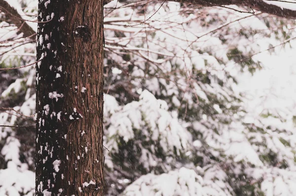 Śnieg Pokryte Drzewa Zimie Tle — Zdjęcie stockowe