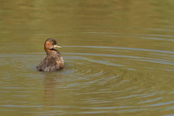 Gros Plan Petit Grèbe Dans Eau — Photo