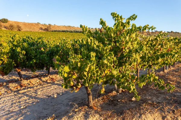 Rijen Van Groeiende Witte Druiven — Stockfoto
