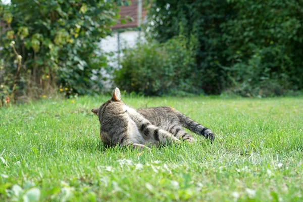Вибірковий Знімок Фокусу Сірого Кота Лежить Зеленій Траві — стокове фото