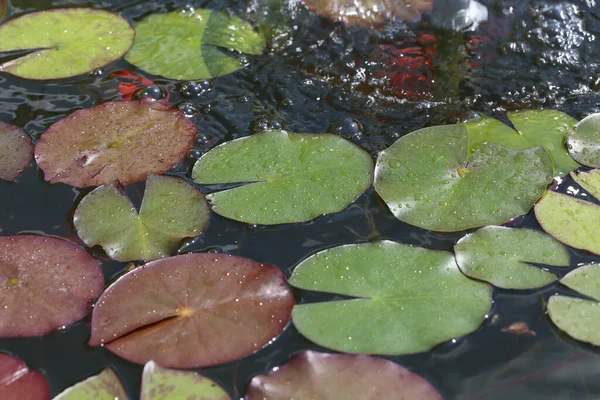 水の中に蓮の葉の高角度ショット — ストック写真