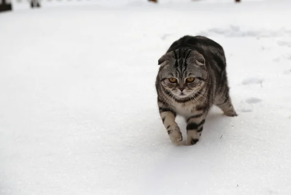 Closeup Cute Striped Cat Walking Field Covered Snow — Stock Photo, Image