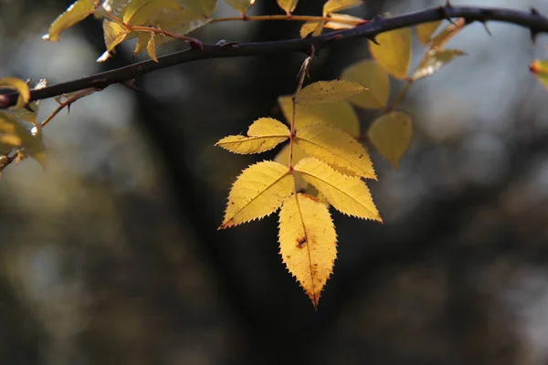 Een Close Selectieve Focus Shot Van Gele Bladeren Een Tak — Stockfoto