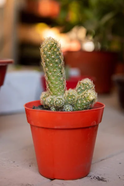 Vertical Shot Cactus Red Pot — Stock Photo, Image