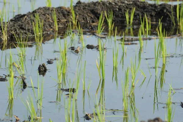 Uma Vista Jovens Mudas Trigo Verde Crescendo Campo — Fotografia de Stock