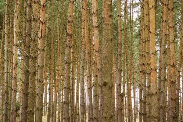 Área Boscosa Con Muchos Troncos Árboles Altos Delgados Para Fondo — Foto de Stock