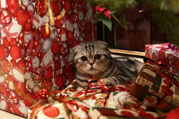 Eine Nahaufnahme Von Weihnachtsgeschenken Und Einer Katze — Stockfoto