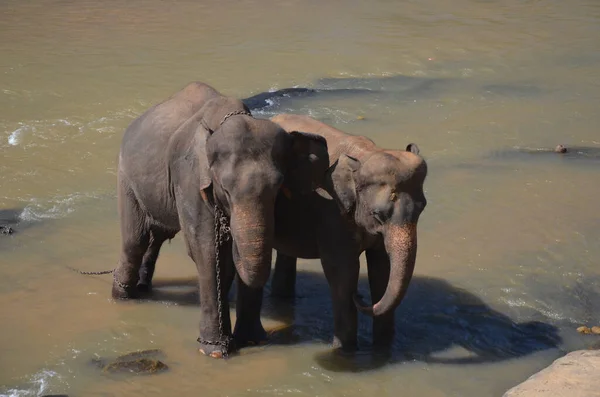 Tiro Alto Ângulo Elefantes Jovens Bebendo Água Buraco Água — Fotografia de Stock