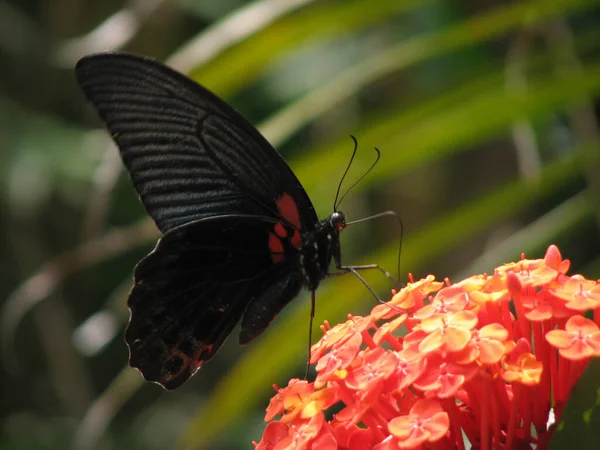 Closeup Shot Butterfly Orange Hydrangea Royalty Free Stock Images