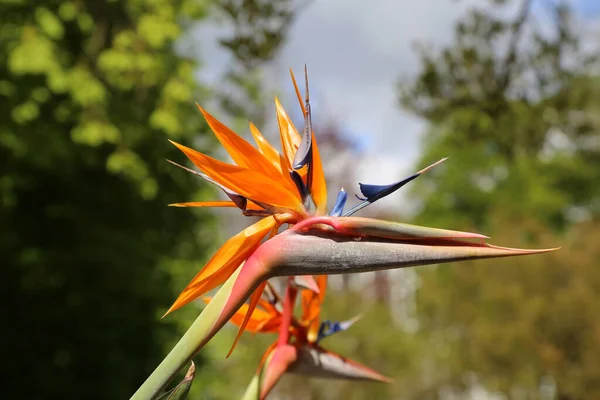 Closeup Shot Blooming Birds Paradise Flowers Stock Photo