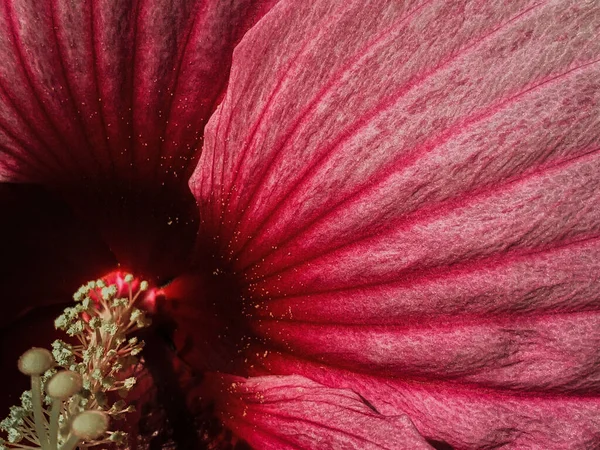 Zbliżenie Ujęcie Pięknego Czerwonego Hibiskusa Kwiatu Pod Słońcem — Zdjęcie stockowe