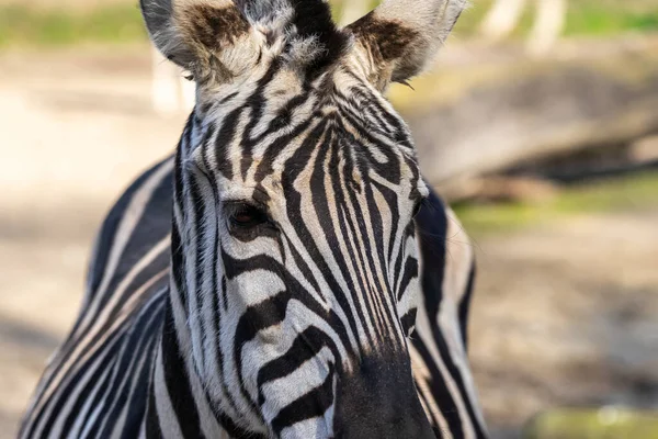 Retrato Uma Zebra Nome Científico Equus Zebra Vista Frontal Vida — Fotografia de Stock