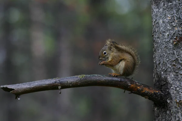 这只可爱的松鼠选择性地集中在树枝上 — 图库照片