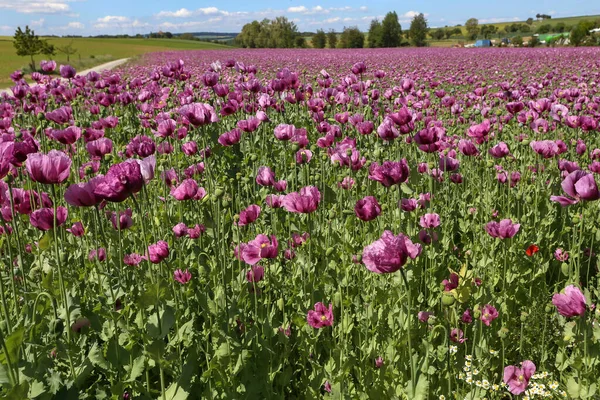 Una Hermosa Vista Flores Amapola Violeta Campo Cubierto Hierba — Foto de Stock