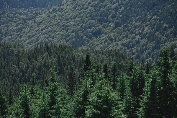 Uma Vista Hipnotizante Uma Bela Floresta Densa — Fotografia de Stock