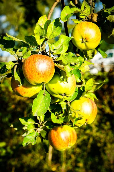 Pionowy Strzał Świeżych Jabłek Drzewie — Zdjęcie stockowe
