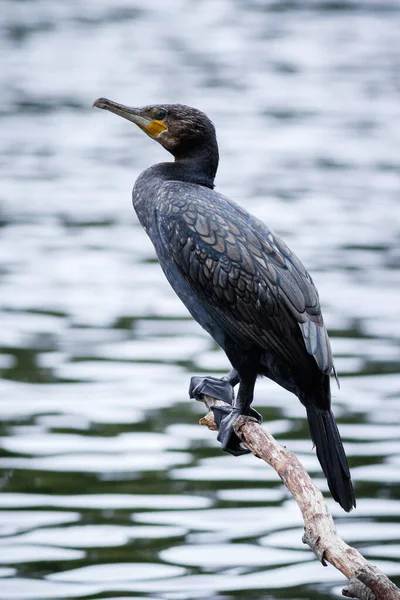 Plan Vertical Oiseau Cormoran Perché Sur Bois Avec Lac Arrière — Photo