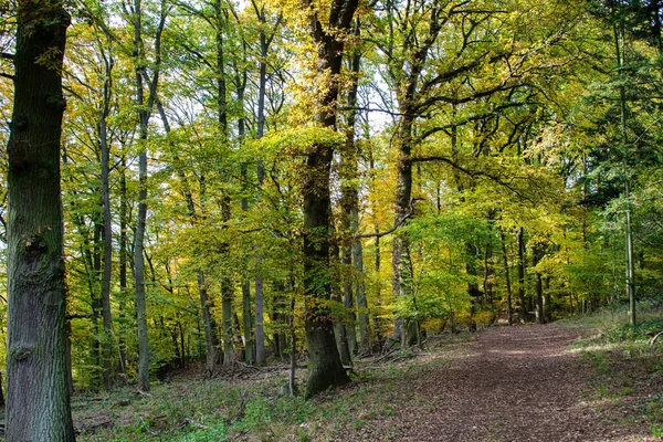Widok Chodnika Wraz Drzewami Roślinami Lesie — Zdjęcie stockowe