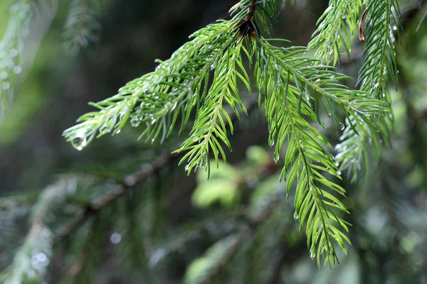 Leaves Covered Water Droplets Rain — Stock Photo, Image