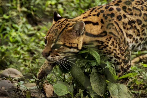 Closeup Shot Jaguar Walking Zoo Cage Ecuador — Stock Photo, Image