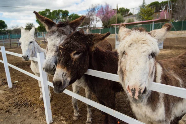 Closeup Shot Donkeys — Stock fotografie