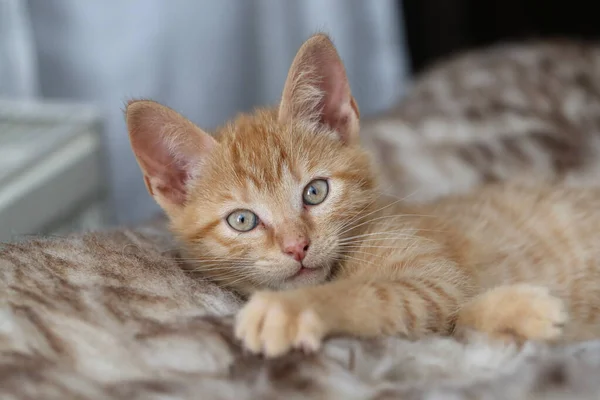 Primer Plano Gato Rayas Anaranjadas Con Ojos Grises Brillantes — Foto de Stock