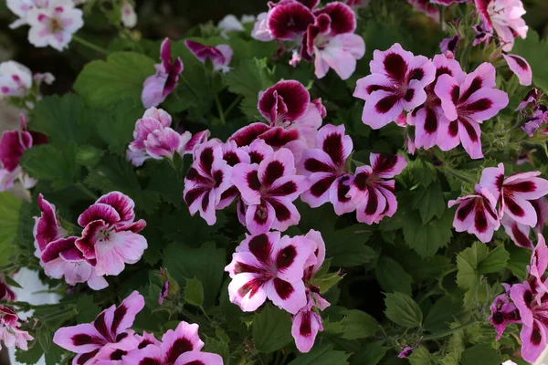 Primer Plano Enfoque Hermosas Flores Geranio — Foto de Stock