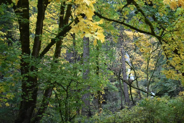 Een Close Shot Van Wilde Planten Het Bos — Stockfoto