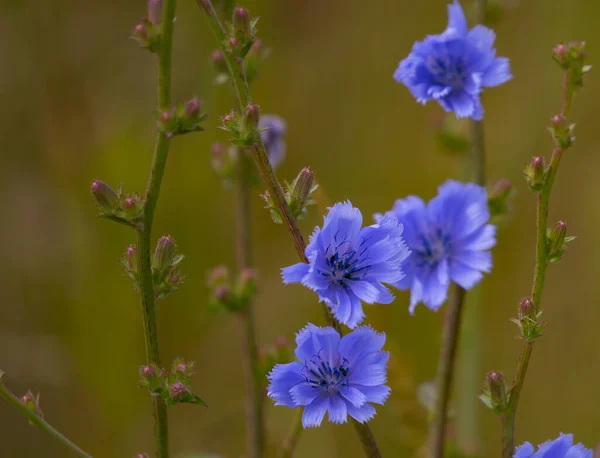 Selective Focus Shot Chicory Flowers Growing Field — Stock Photo, Image