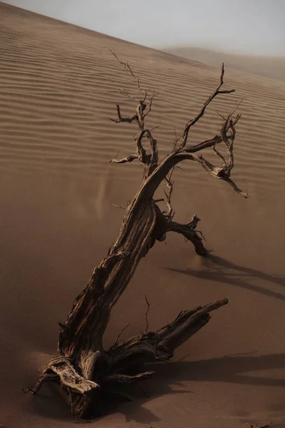 Een Verticaal Schot Van Een Dode Boom Een Woestijn Xinjiang — Stockfoto