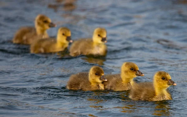 Yavru Ördekler Gündüz Vakti Gölette Yüzüyor — Stok fotoğraf