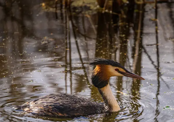 Great Crested Grebe Наукова Назва Podiceps Cristatus Плаває Озері Відбивається — стокове фото