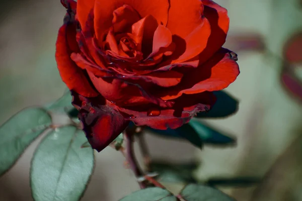 Selektywne Ujęcie Ostrości Czerwonej Róży Ogrodzie — Zdjęcie stockowe