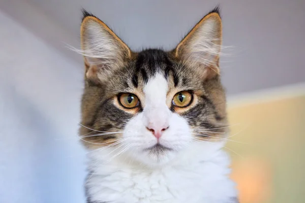 ぼやけた背景の前でかわいいふわふわの子猫の選択的フォーカスショット — ストック写真