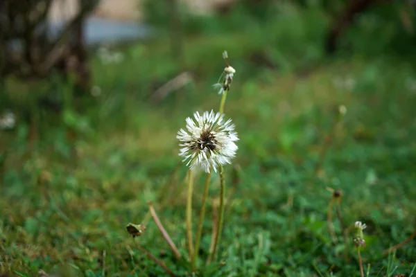 Une Fleur Pissenlit Dans Parc — Photo