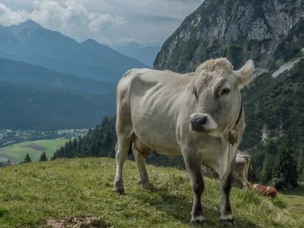 Zbliżenie Młodej Krowy Pastwisku Górskim Alpach Dzień — Zdjęcie stockowe