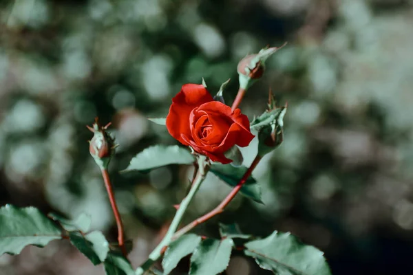 Tiro Seletivo Foco Rosa Vermelha Jardim — Fotografia de Stock