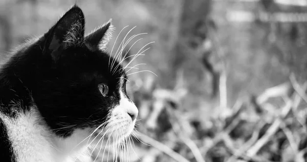 Profil Einer Kleinen Alten Katze Mit Schwarz Weißem Fell Vor — Stockfoto