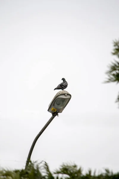 Disparo Vertical Pájaro Posado Sobre Una Farola — Foto de Stock