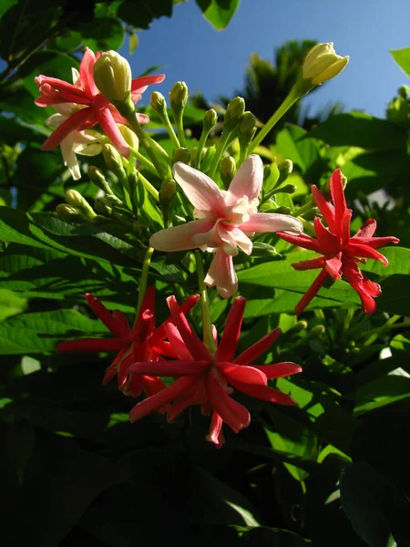 Närbild Växande Rangoon Krypskytt Blommor — Stockfoto