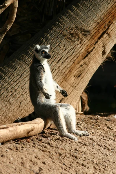 動物園の木の上に座っている愛らしいリング尾のキツネザル — ストック写真