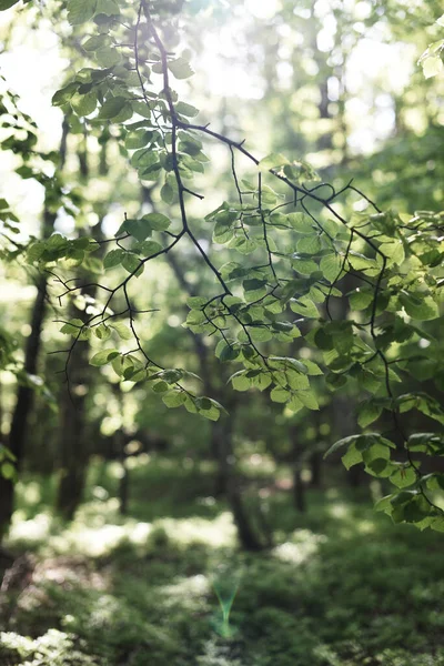 木の枝に差し込む太陽の光の美しいショット — ストック写真