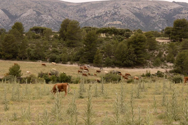 Una Manada Vacas Pastando Los Campos —  Fotos de Stock