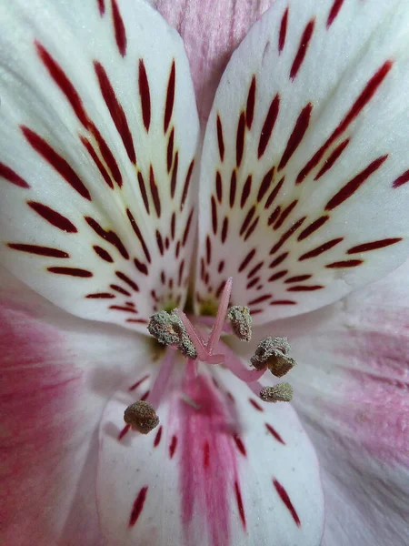 Close Vertical Interior Uma Flor Branca Manchada — Fotografia de Stock