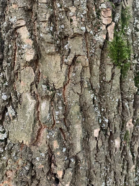 Tiro Vertical Velho Rachado Árvore Casca Textura Fundo — Fotografia de Stock